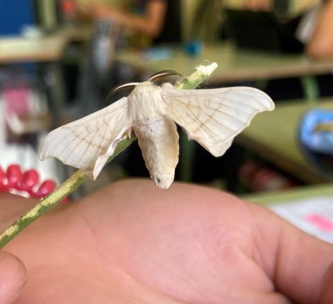 image mariposa gusano de seda
