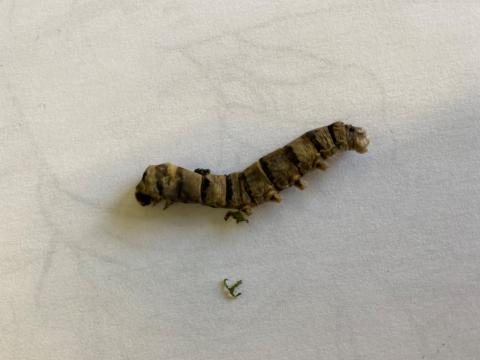 image muda de piel gusano de seda