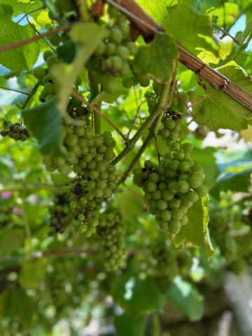 image Racimo de uvas