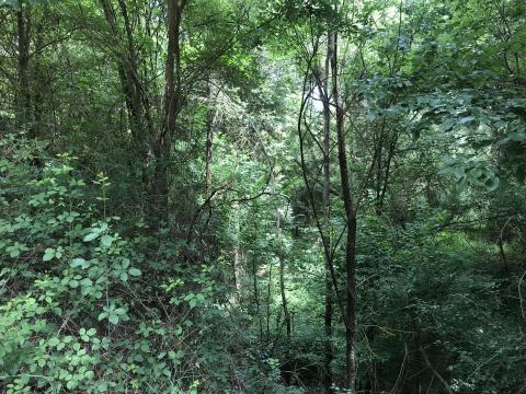 image Bosque mediterráneo