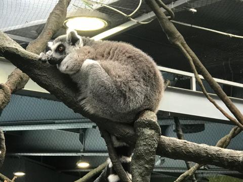 image Lémur