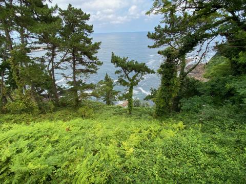 image Vegetación de la Costa Vasca