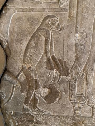 image Relieve de un simio