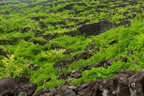 image Viñedos en la Isla de Pico, Azores