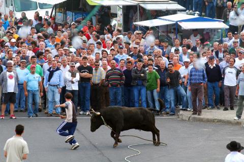 image Toros a la cuerda en Angra do Heroismo, Isla Terceira, Azores