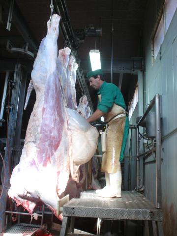 image Evisceración en un matadero de vacuno