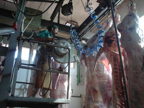 image Cortando medias canales en un matadero de vacuno