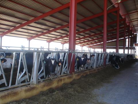 image Pasillo de alimentación en una explotación de vacuno de leche