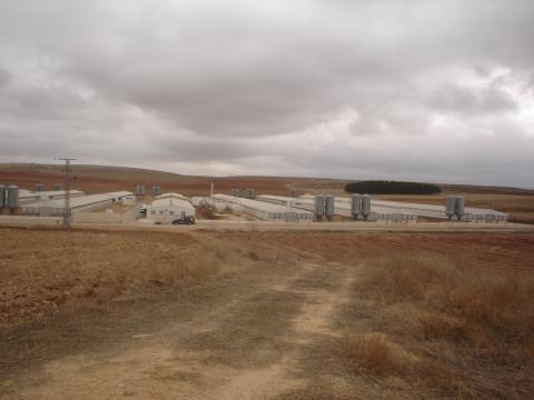 image Explotación avícola