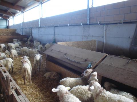 image Lechazos en la cuadra