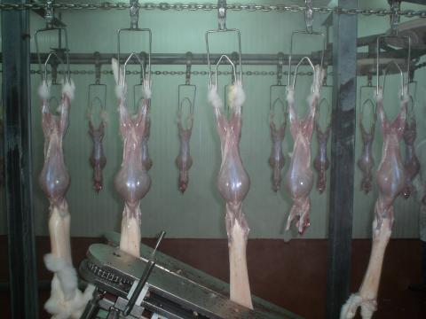 image Desollado de conejos en el matadero