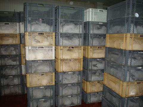 image Conejos en cajas antes del sacrificio en el matadero