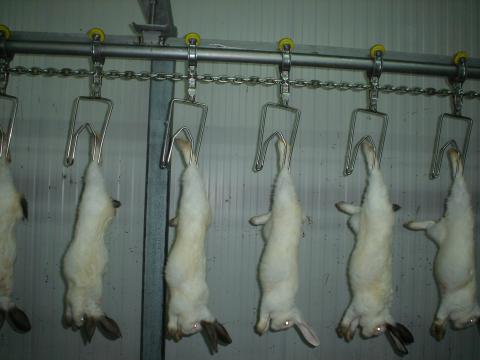 image Conejos sacrificados en el matadero
