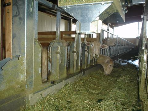 image Ovejas comiendo en explotación de ovino