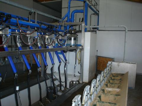 image Sala de ordeño con comedores en explotación de ovino