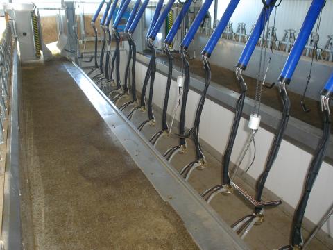 image Sala de ordeño en explotación de ovino