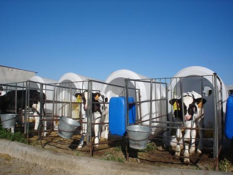 image Terneros en cubículos en explotación de vacuno