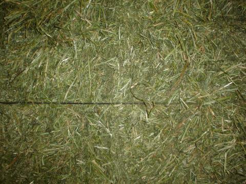 image Alfalfa en rama para alimentación animal