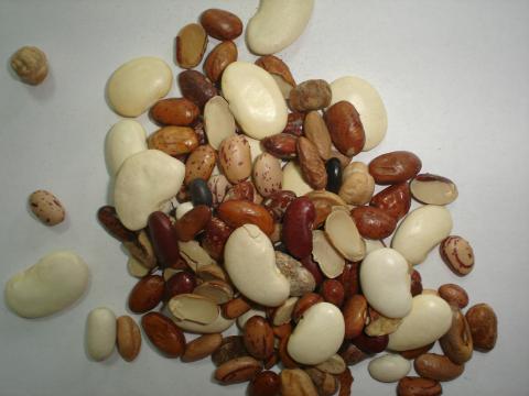 image Alubias para alimentación animal