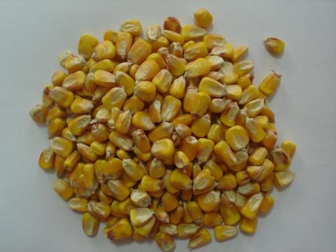 image Maíz para alimentación animal