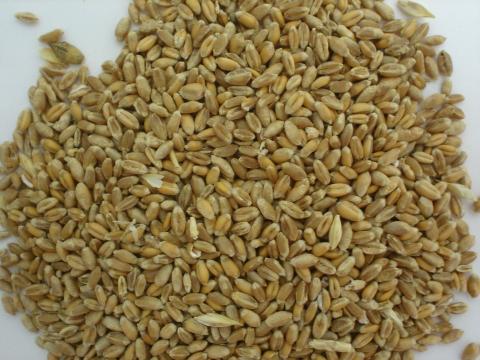 image Trigo para alimentación animal