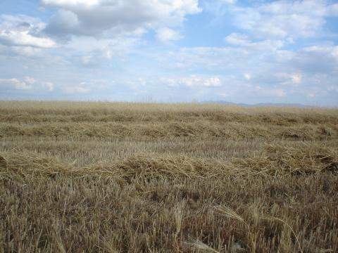 image Campo de cebada a medio cosechar