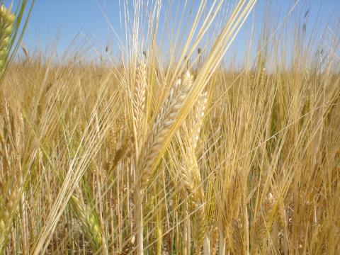 image Espigas de cebada