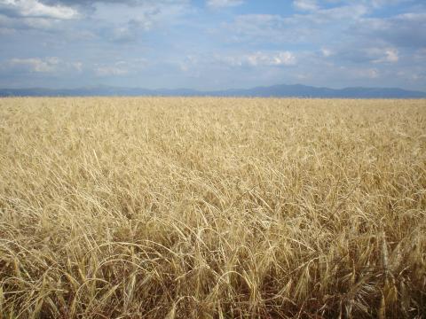 image Campo de cebada