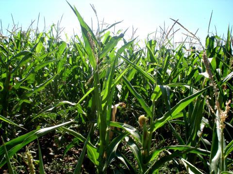 image Campo de maíz