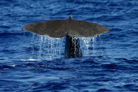 image Ballena en los alrededores de la Isla de Faial, Azores