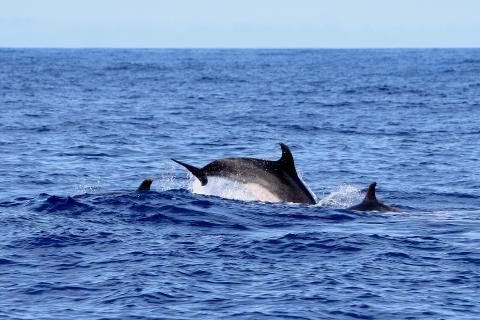 image Delfines en los alrededores de la Isla de Faial, Azores