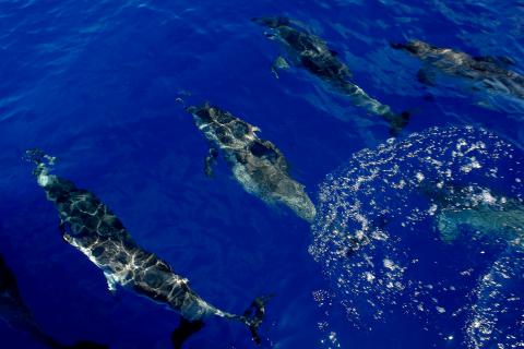 image Delfines en los alrededores de la Isla de Faial, Azores