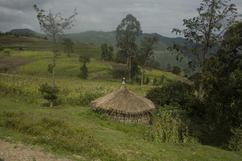 image Cultivo de maíz y choza de camino a Harar, Etiopía