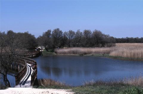 image Pasarela sobre la laguna, Tablas de Daimiel, Ciudad Real