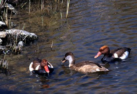 image Patos nadando en la laguna, Tablas de Daimiel, Ciudad Real