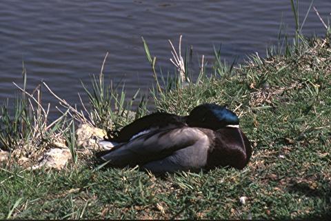 image Pato junto a la orilla de la laguna, Tablas de Daimiel, Ciudad Real