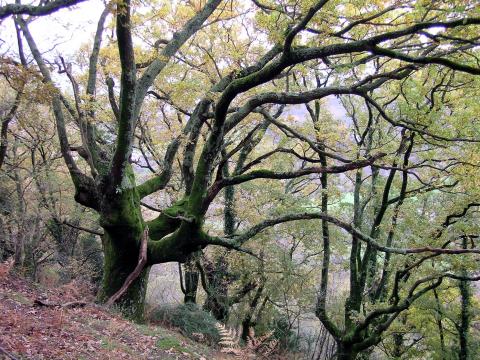 image Árbol en el monte Larrun, Pirineos Atlánticos, Francia
