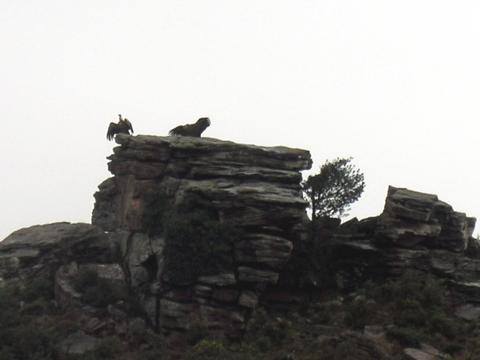 image Buitres leonados en el monte Larrun, Pirineos Atlánticos, Francia