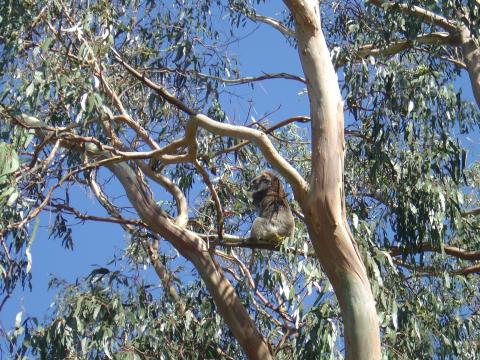 image Koala en un árbol del Parque Nacional de Canunda, Australia