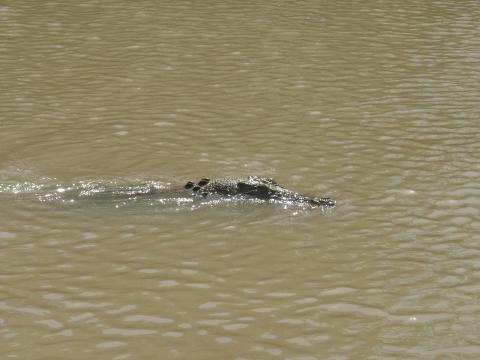 image Cocodrilo en el Parque Nacional de Kakadu, Australia
