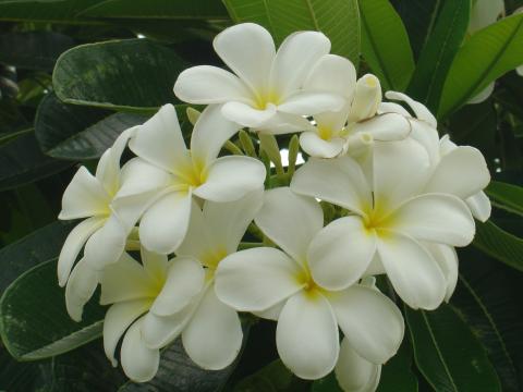 image Flor, Cairns, Australia