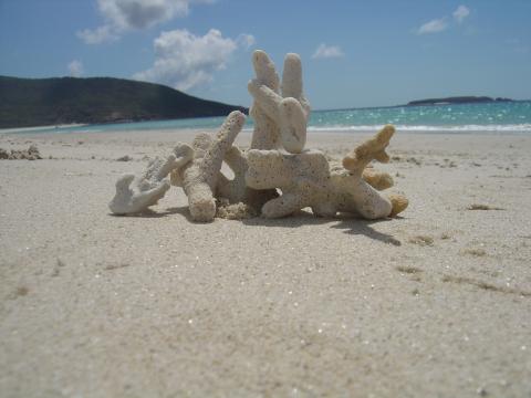 image Formación coralina en la playa de Great Keppel Island, Australia