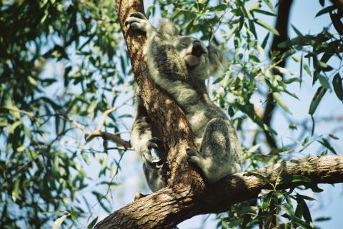 image Koala en un árbol, Magnetic Island Forts, Australia