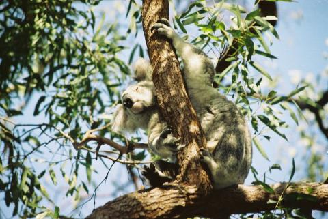 image Koala en un árbol, Magnetic Island Forts, Australia