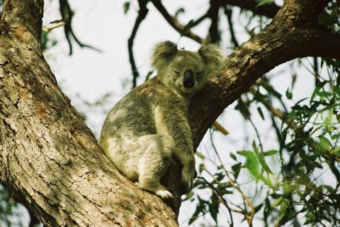 image Koala en un árbol, Magnetic Island Forts, Australia