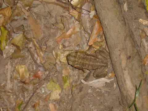image Sapo, Parque Nacional de Kakadu, Australia