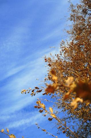 image Nubes y ramas de un árbol, Sacramenia, Segovia