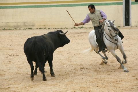 image Rejoneador en la plaza de toros de una finca durante la faena, Tarancón, Cuenca