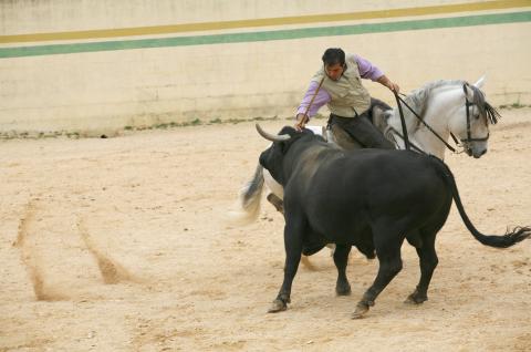 image Rejoneador en la plaza de toros de una finca durante la faena, Tarancón, Cuenca