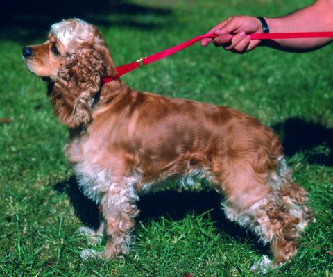 image Cocker spaniel americano